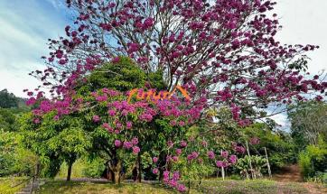 SITIO EM SERRA NEGRA-SP